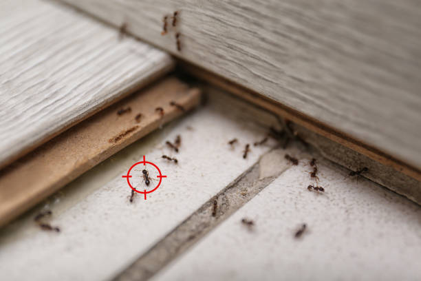 Best Exterminator Services  in Mill City, OR