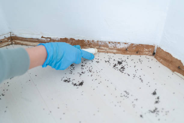 Wildlife Control Services in Mill City, OR